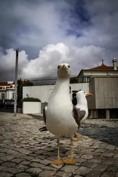 stock image Cascais, Portugal. Seagull at the promenade of the picturesque vacation resort of Cascais near Lisbon