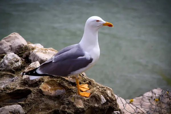 stock image Cascais, Portugal. Seagull at the promenade of the picturesque vacation resort of Cascais near Lisbon