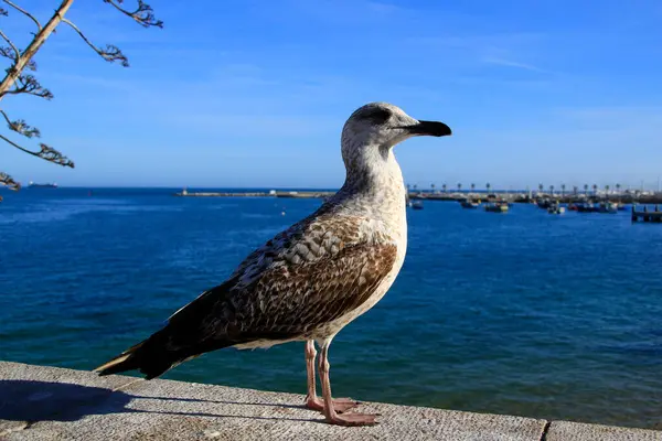Lizbon, Portekiz. Martı Tejo Nehri 'nde.
