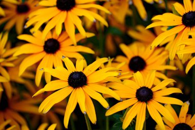 Bir sürü sarı fındık çiçeği. Rudbeckia fulgida.