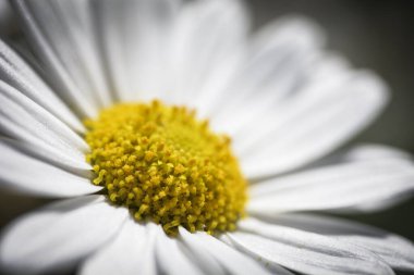 Makro çiçek yaprakları.