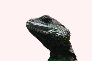 Beyaz bir kertenkele portresi.