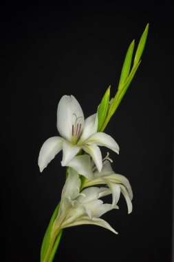 Siyah bir arkaplan önünde beyaz bir çiçeğin konsept fotoğrafı.