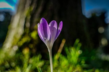 İlkbaharda parkta timsahlar