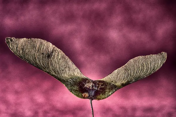 stock image Artistic close-up of a maple seed