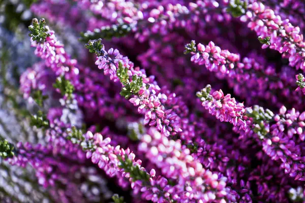 Stock image Concept photo of a pink heather plant. Calluna Vulgaris. Germany. Wahner Heide