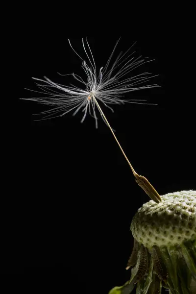 Kara arkaplan önünde karahindiba tohumu