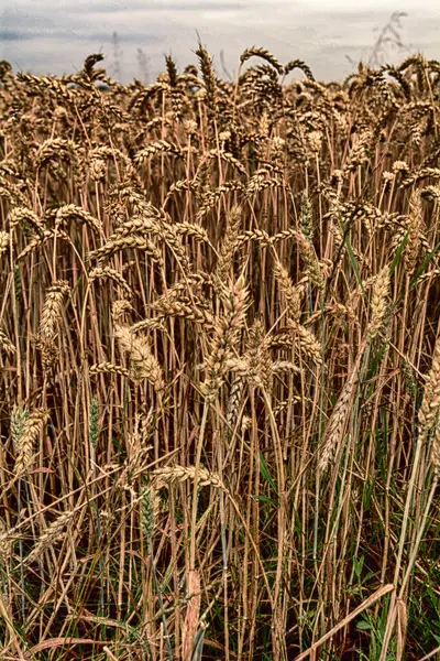 Dramatik ışıkta mısır gevreği kulakları