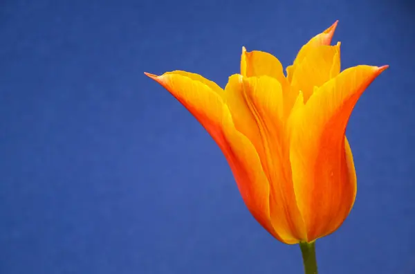 Bir lalenin renkli konsept fotoğrafı