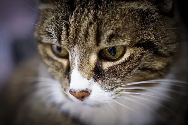 Evcil bir kedinin portresi