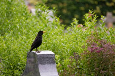 Mezarlıktaki mezar taşının üstündeki siyah kuş.