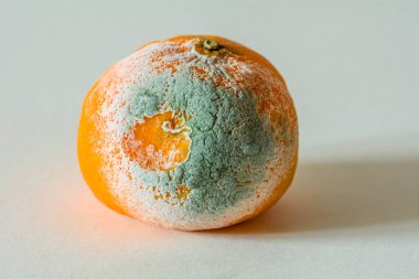 Sağlıksız yiyecekler üzerine küflü bir mandalinanın sembolik fotoğrafı