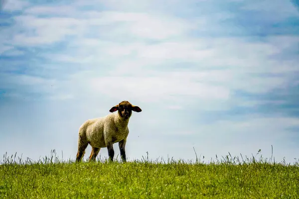 Almanya, Norddeich. Kuzey Denizi 'ndeki Alman Doğa Koruma Alanı' nda Norddeich 'in hendeğindeki koyunlar. 31 Mayıs 2022