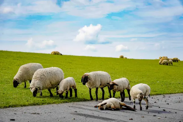 stock image Germany, Norddeich. Sheeps on the dike of Norddeich at the German nature reserve Wadden Sea at the North Sea. May 31, 2022