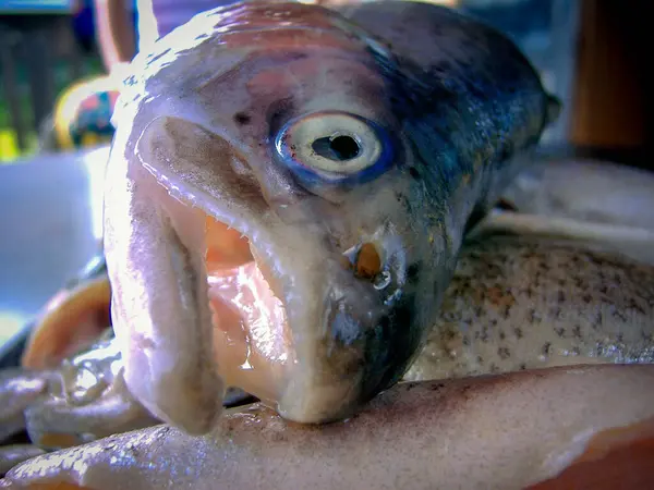 Yeni yakalanmış bir alabalığın fotoğrafı.