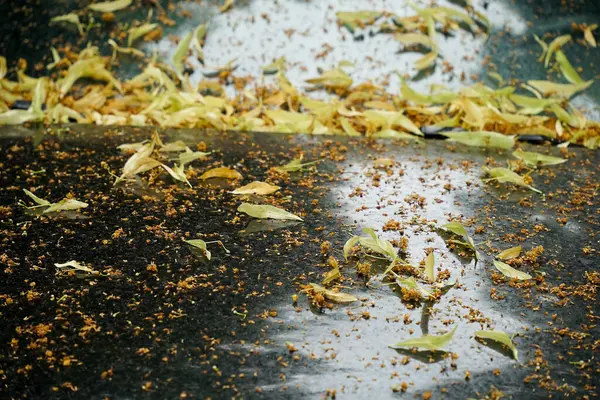 Bir araba kaputunda sonbahar yeşilliği