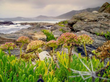 Galiçya, İspanya 'daki Rias Baixas' ın Atlantik kıyısında. Carnota yakınlarındaki ünlü deniz feneri Larino