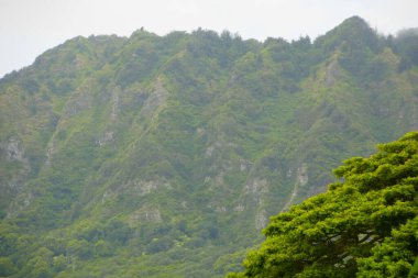 Oahu, Hawaii, ABD. Buharlı bir ışık durumunda yağmur ormanı. 16 Haziran 202