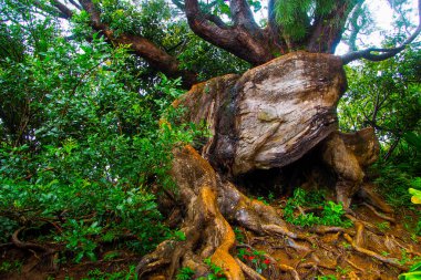 Oahu, Hawaii, ABD. Buharlı bir ışık durumunda yağmur ormanı. 16 Haziran 202