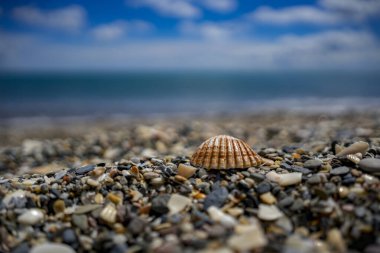 Malaga sahilinde deniz kabukları - Avrupa Akdeniz 'de İspanya