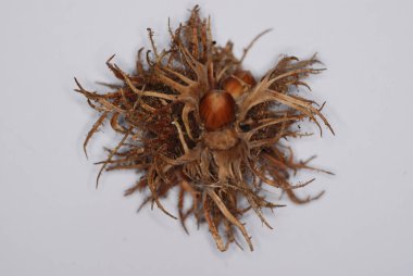 Beyaz arkaplanda yalıtılmış fındık