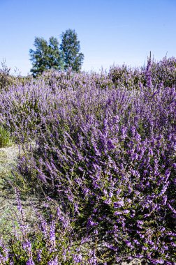 Wahner Heide doğa rezervi Köln yakınlarında
