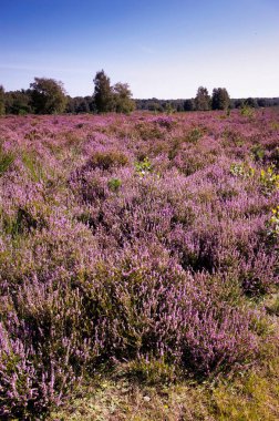 Wahner Heide doğa rezervi Köln yakınlarında