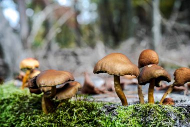 Yosunlu orman zemininde mantarlar