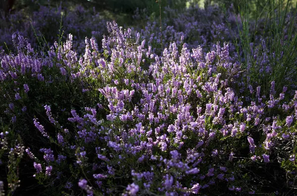 Wahner Heide doğa rezervi Köln yakınlarında