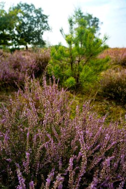 Wahner Heide, Almanya. Heather, Alman Doğa Koruma Alanı 'ndan Wahner Heide, Köln yakınlarında. 30 Ağustos 2024