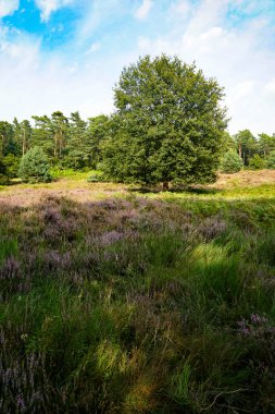 Wahner Heide, Almanya. Heather, Alman Doğa Koruma Alanı 'ndan Wahner Heide, Köln yakınlarında. 30 Ağustos 2024