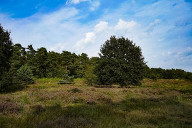 Wahner Heide, Almanya. Heather, Alman Doğa Koruma Alanı 'ndan Wahner Heide, Köln yakınlarında. 30 Ağustos 2024