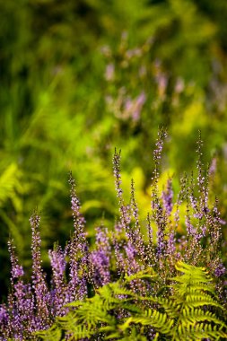 Wahner Heide, Almanya. Heather, Alman Doğa Koruma Alanı 'ndan Wahner Heide, Köln yakınlarında. 30 Ağustos 2024