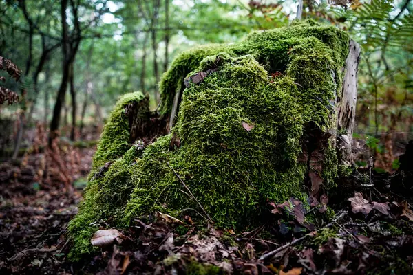 stock image Wahner Heide, Germany. Forest in the German nature reserve Wahner Heide near Cologne. August 30, 2024