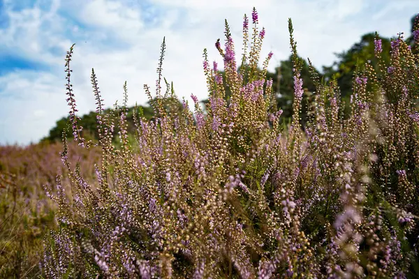 stock image Wahner Heide, Germany. Heather in the German nature reserve Wahner Heide near Cologne. August 30, 2024