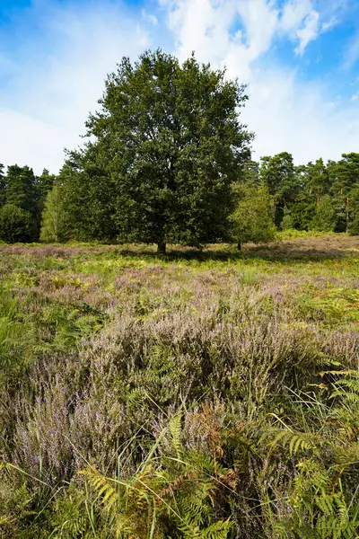 Stock image Wahner Heide, Germany. Heather in the German nature reserve Wahner Heide near Cologne. August 30, 2024