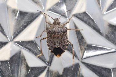 Insects. Brown marmorated stink bug. Scientific name Halyomorpha clipart