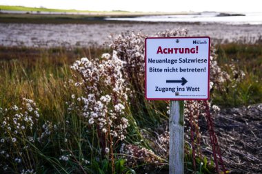 Norddeich, Doğu Frizya, Almanya. Yeni oluşmuş tuzlu bataklıklar. Hayvanlar ve insanlar için ekolojik olarak değerli yaşam alanı. Glassswort (Salicornia europaea) ile korunan doğa rezervi. Almanca 'da 