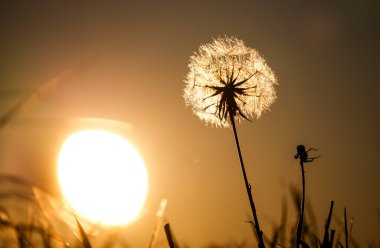 Gün batımında Dahinadeon çiçeği Sonbahar öğleden sonra ışığa karşı