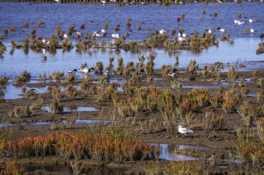 Norddeich, Doğu Frizya, Almanya. Kuşlu tuzlu bataklıklar. Hayvanlar ve insanlar için ekolojik olarak değerli yaşam alanı. 7 Ekim 2024 'te Glassswort (Salicornia europaea) ile korunan doğa rezervi