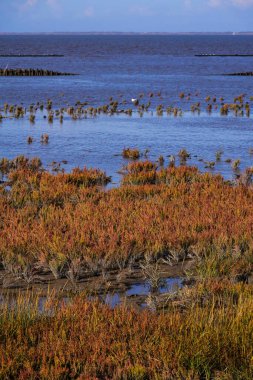 Norddeich, Doğu Frizya, Almanya. Kuşlu tuzlu bataklıklar. Hayvanlar ve insanlar için ekolojik olarak değerli yaşam alanı. 7 Ekim 2024 'te Glassswort (Salicornia europaea) ile korunan doğa rezervi