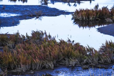 Norddeich, Doğu Frizya, Almanya. Kuşlu tuzlu bataklıklar. Hayvanlar ve insanlar için ekolojik olarak değerli yaşam alanı. 7 Ekim 2024 'te Glassswort (Salicornia europaea) ile korunan doğa rezervi
