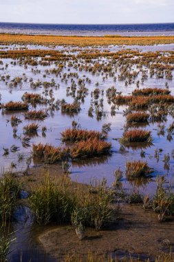 Norddeich, Doğu Frizya, Almanya. Kuşlu tuzlu bataklıklar. Hayvanlar ve insanlar için ekolojik olarak değerli yaşam alanı. 7 Ekim 2024 'te Glassswort (Salicornia europaea) ile korunan doğa rezervi