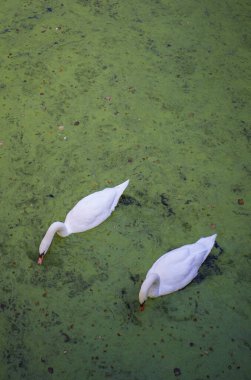 Germany. Swans swimming in a castle ditch. Isolated. October 4th, 2024 clipart