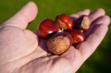 Açık havada insan eli soyulmuş tatlı kestane.