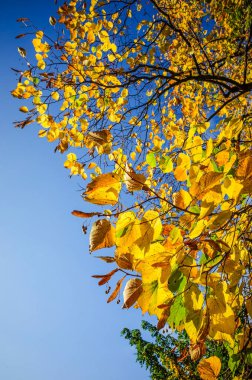 Sonbaharda bir ağacın üzerinde renkli sarı kırmızı yapraklar. Atmosferik güneşli bir ışıkta mavi gökyüzü.