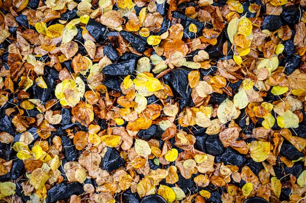 Taşlar arasındaki bir caddede düşen sonbahar yaprakları. Sonbahar arkaplanı