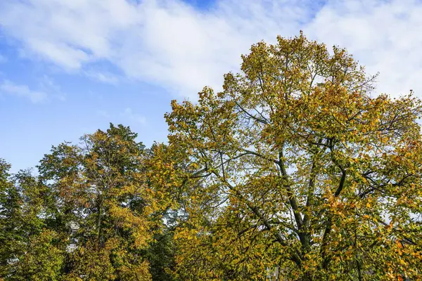Sonbaharda bir ağaçta renkli sarı yapraklar Atmosferik güneşli ışıkta Mavi gökyüzü ve beyaz bulutlar