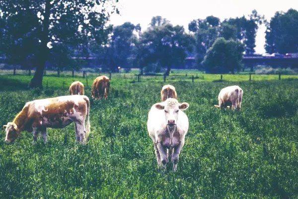 Almanya 'da bir tarlada inekler