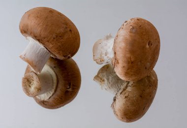 Tarafsız bir arkaplanda izole edilmiş kahverengi mantarların konsept fotoğrafı